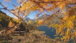 Alles so schön gülden hier: Blick auf den Silsersee Richtung Maloja. Die Nadeln der Lärchen verfärben sich im Oktober. Im November werden die Bäume kahl.