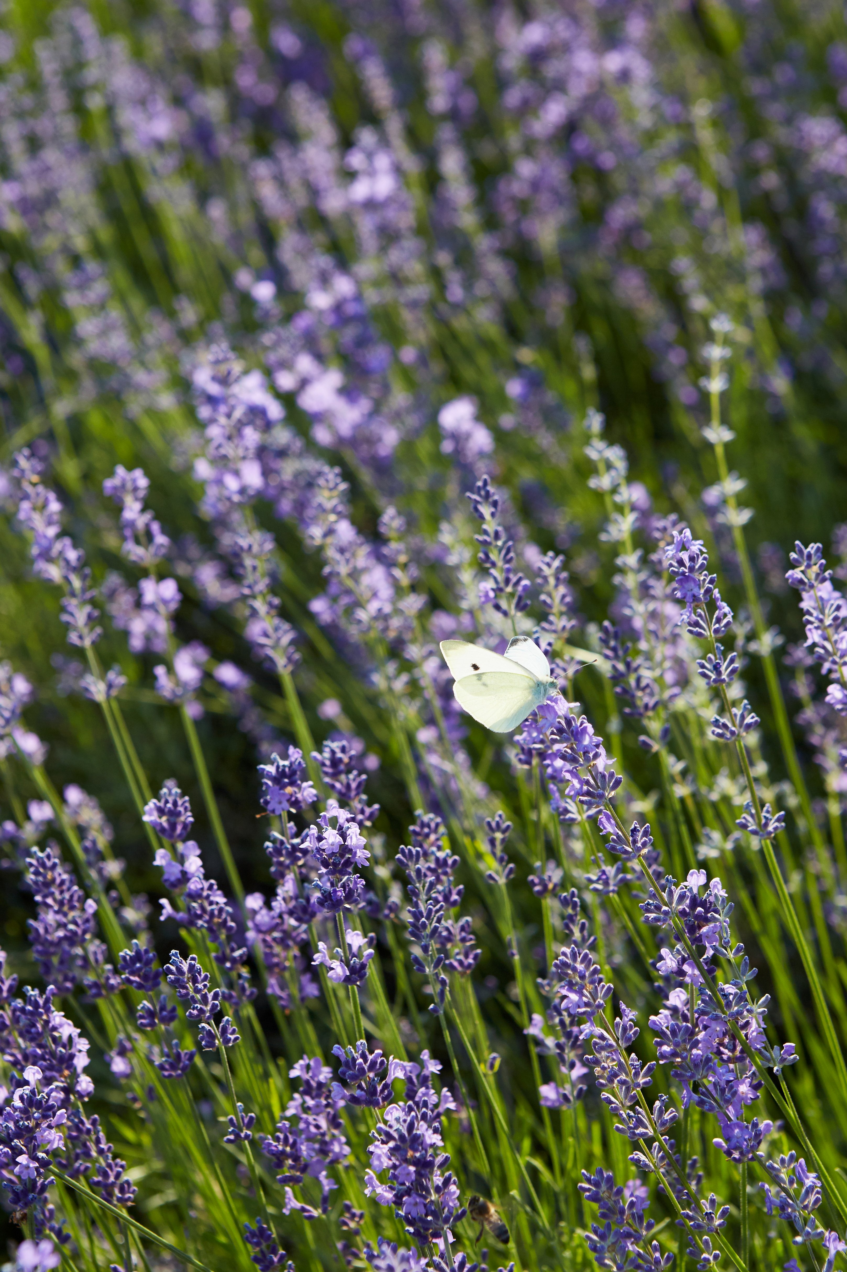 Schmetterling auf Lavendel im Oberaargau