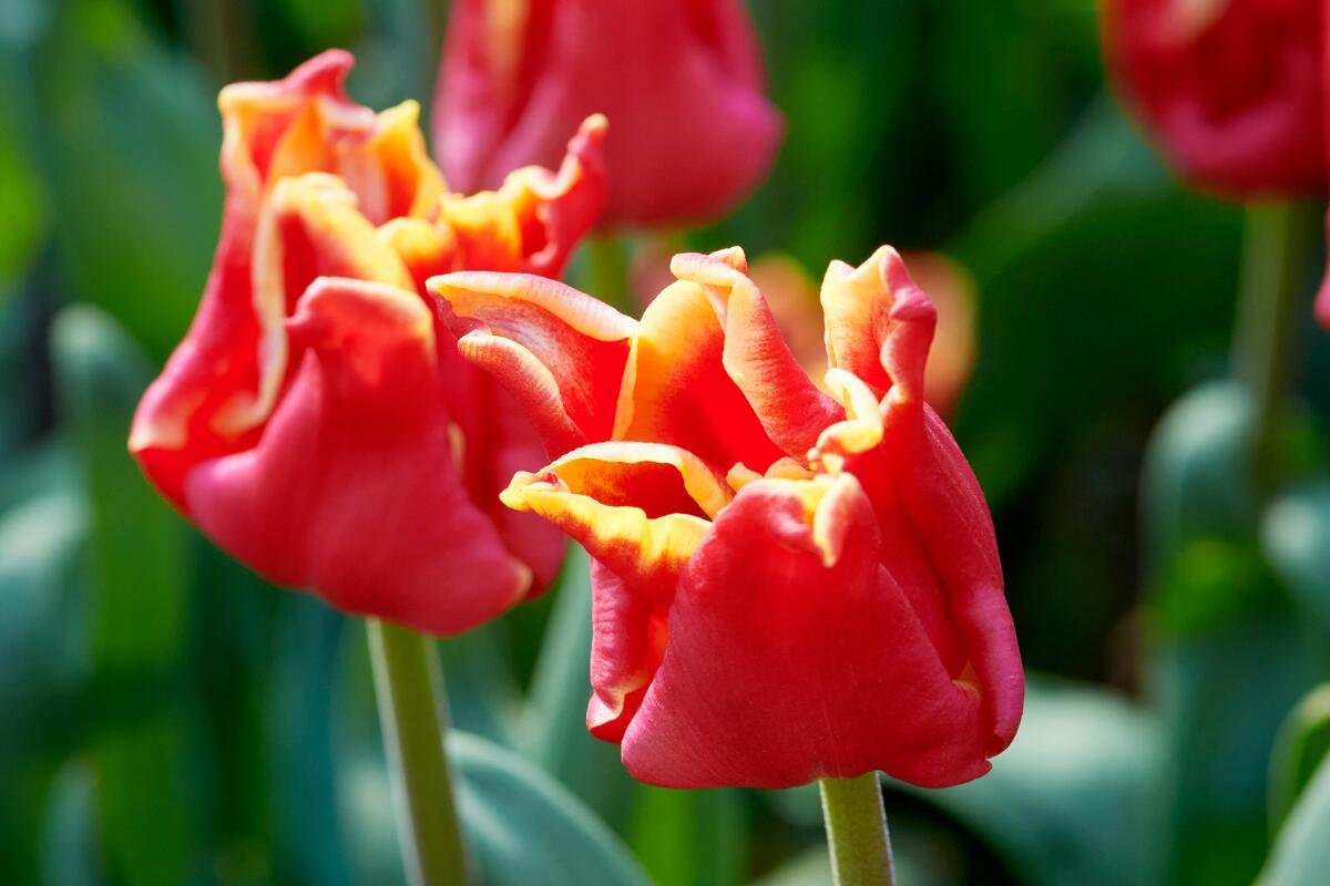 Tulpen