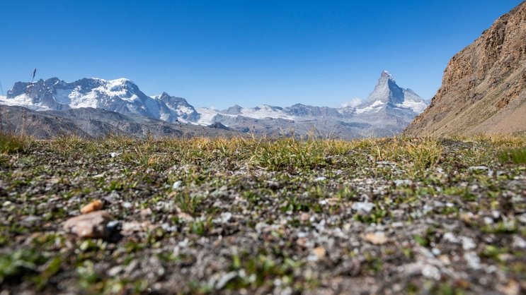 Rendez-vous mit den Eisriesen: Knapp unterhalb des Oberrothorngipfels schweift der Blick nach Osten zum Rimpfischhorn (4199 m) und zum Strahlhorn (4190 m).