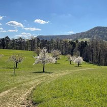 Blick zurück auf den «Chirsiweg»: Den Bäuerinnen und Bauern ist es zu verdanken, dass die Hochstammbäume so prächtig blühen.
