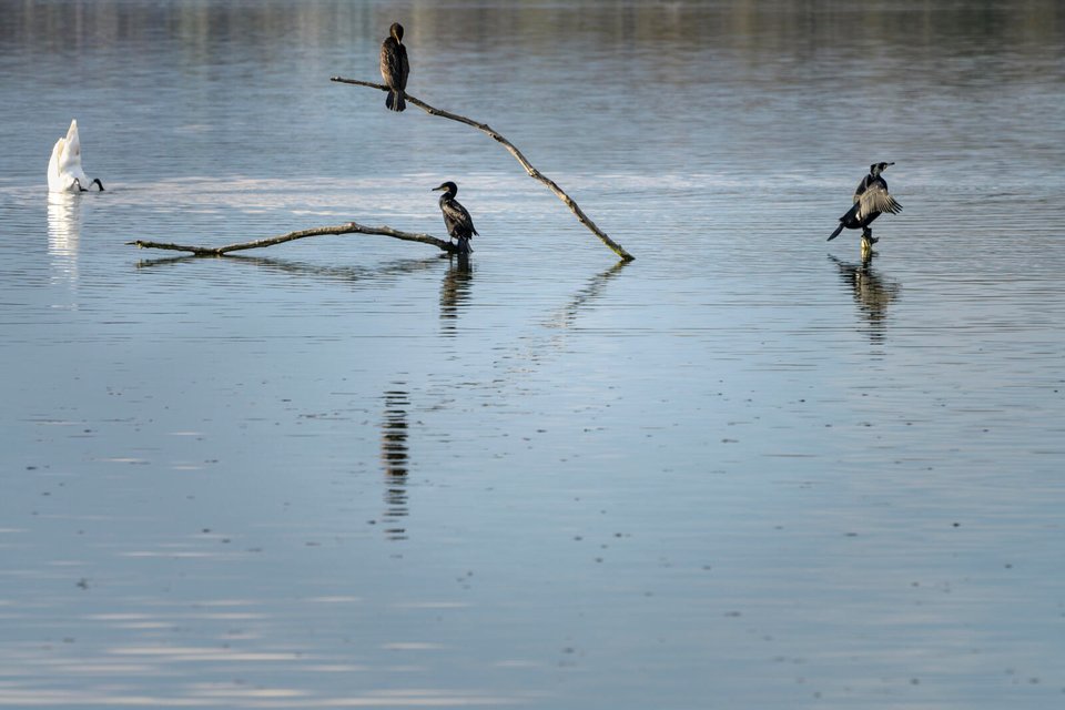 kormorane und ein schwan im natruschutzgebiet greifensee bei aaspitz