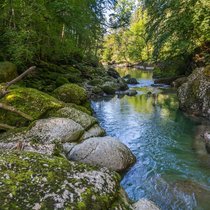 Im «Chessel», nördlich von Neu St. Johann, sind die Steine entlang der Thur wundervoll mit Moos überzogen.