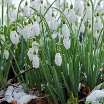 Werden Schneeglöckchen an ihrem Standort nicht gestört, vermehren sie sich in grosser Zahl. Ihr Anblick ist immer auch ein Versprechen: Der Winter ist vorbei.