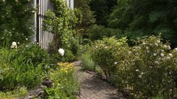 Ein Kiesweg führt vom kleinen Ziergarten in den grösseren, dahinter liegenden Gartenbereich. Die Wege und Beete sind bis heute mit den ursprünglichen formwilden Kalksteinen eingefasst.