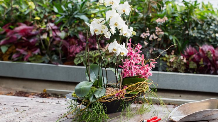 Zwei Orchideen in einem Pflanzgefäss – das ist durchaus machbar und dekorativ: vorne eine üppig blühende Phalaenopsis (weiss), hinten eine pinke Cymbidium.