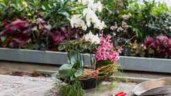 Zwei Orchideen in einem Pflanzgefäss – das ist durchaus machbar und dekorativ: vorne eine üppig blühende Phalaenopsis (weiss), hinten eine pinke Cymbidium.