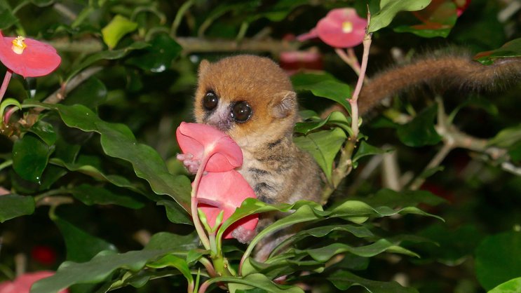 Der Masoala Regenwald im Zoo Zürich bietet dem kleinen, in Madagaskar beheimateten Primaten den idealen Lebensraum.